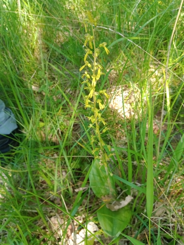 Common Twayblade