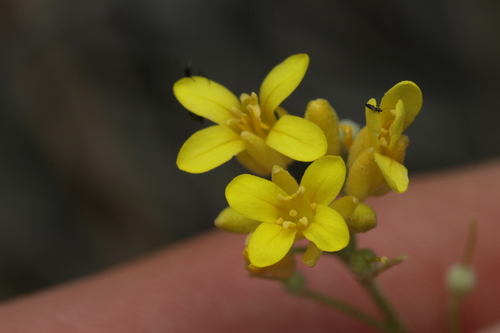 Physaria douglasii, 2026-05-18