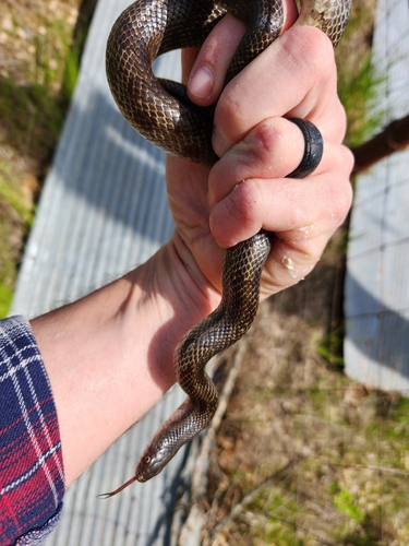 Prairie Kingsnake