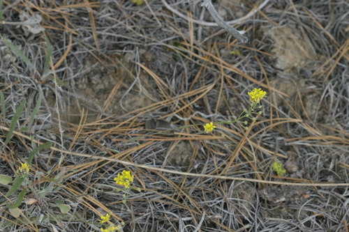 Physaria douglasii, 2026-05-18