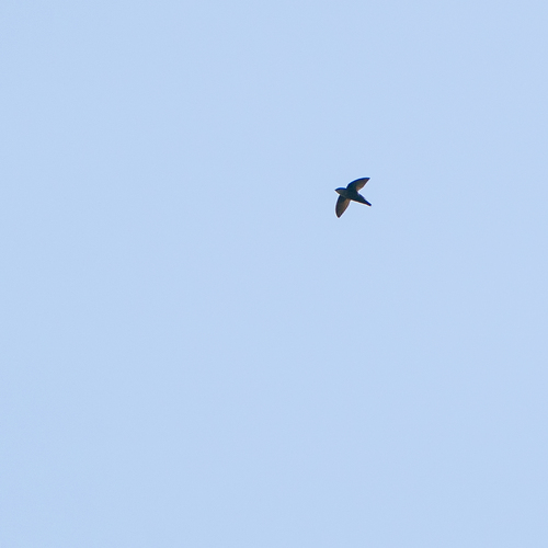 Grey-rumped Swift (Chaetura cinereiventris), photo 3