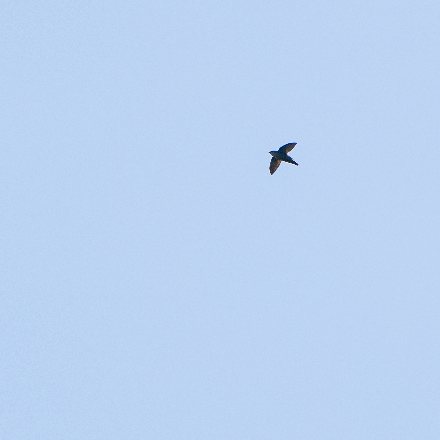 Grey-rumped Swift (Chaetura cinereiventris), photo 7