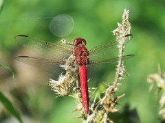 Orthemis nodiplaga