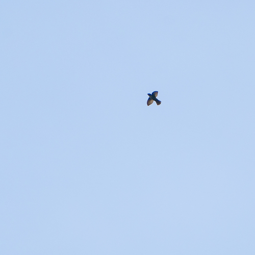 Grey-rumped Swift (Chaetura cinereiventris), photo 4
