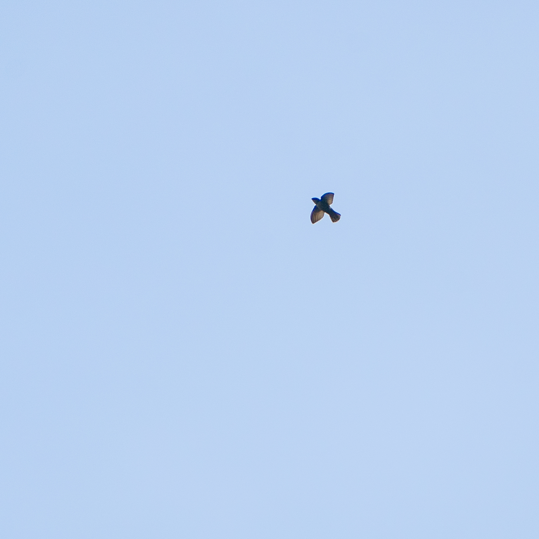 Grey-rumped Swift (Chaetura cinereiventris), photo 8