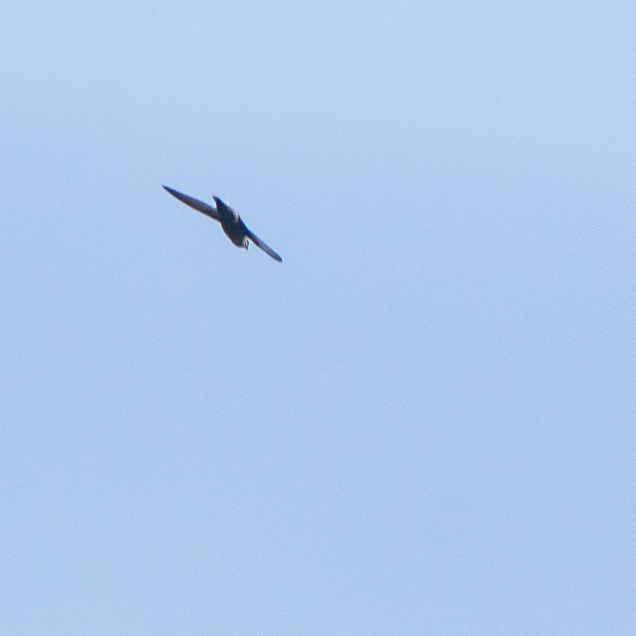 Grey-rumped Swift (Chaetura cinereiventris), photo 9