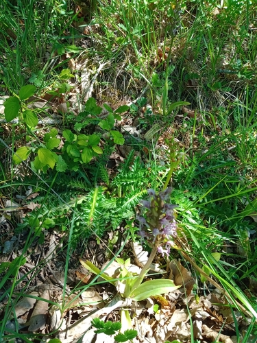 Monkey Orchid