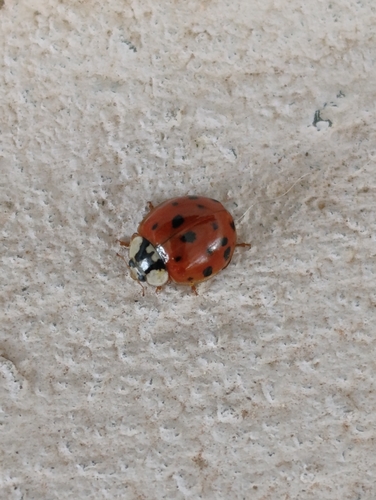 Asian Lady Beetle