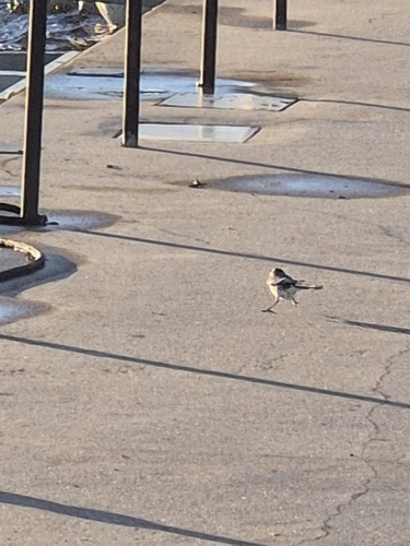 White Wagtail