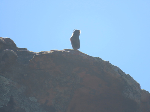 iNaturalist image