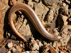Chalcides bottegi
