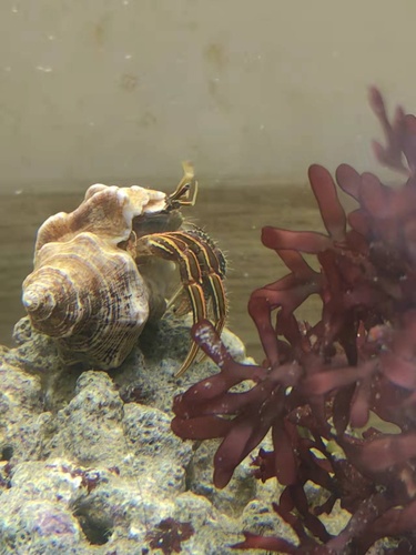 Orange-striped Hermit Crab