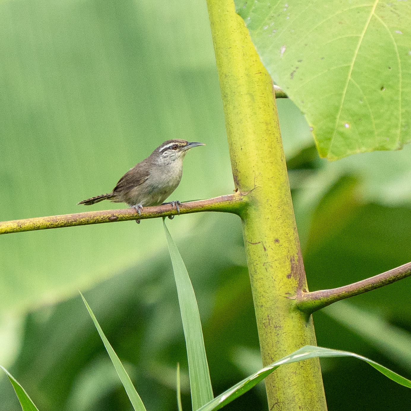 Cabanis's Wren (Cantorchilus modestus), photo 10