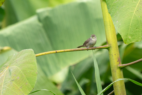 Canebrake Wren (Cantorchilus zeledoni), photo 3