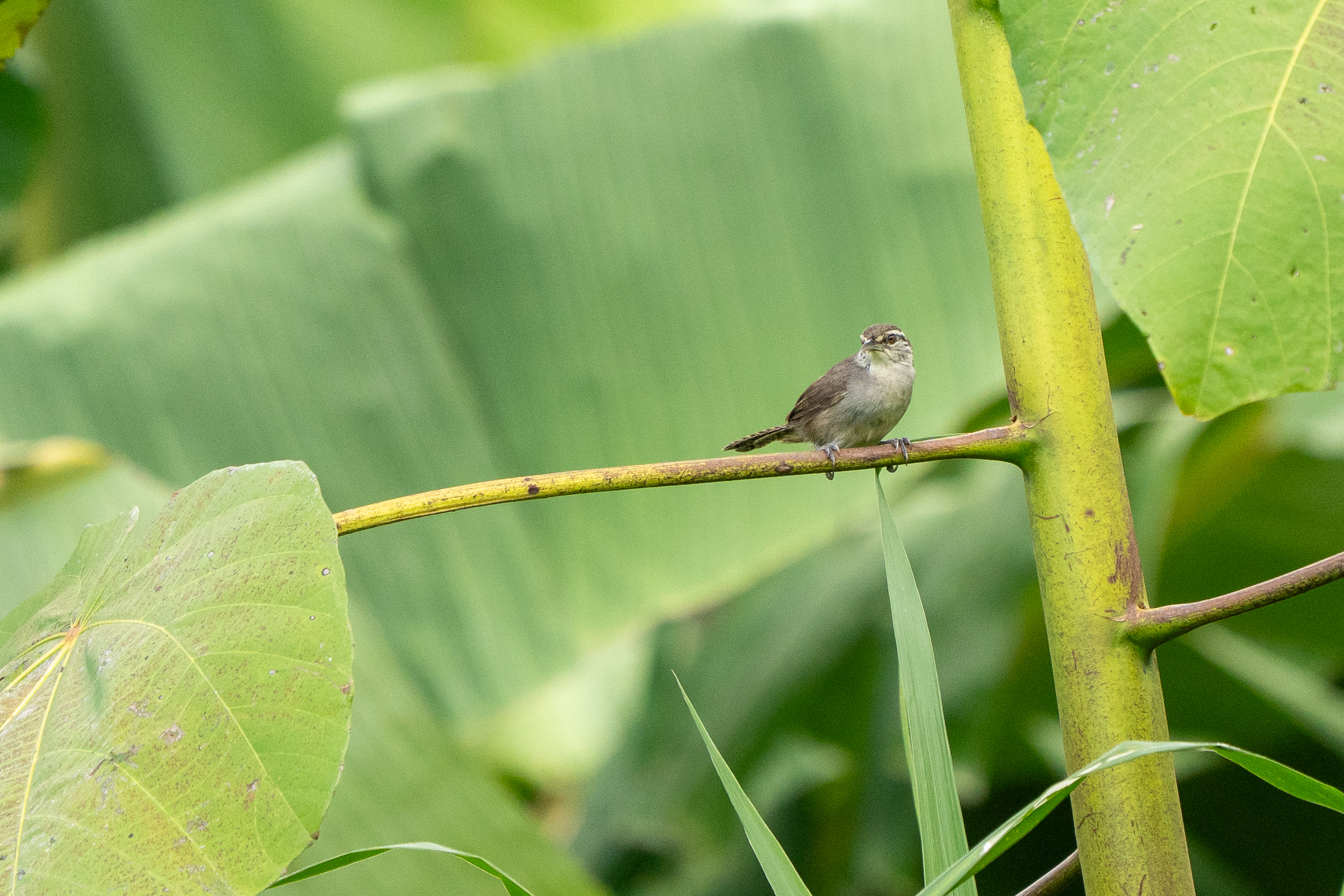 Cabanis's Wren (Cantorchilus modestus), photo 9