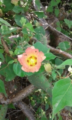 Gossypium davidsonii