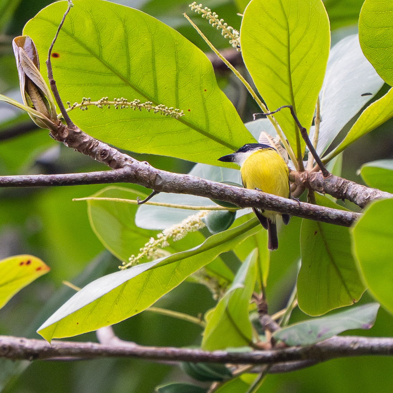 Black-headed Tody-Flycatcher (Todirostrum nigriceps), photo 5