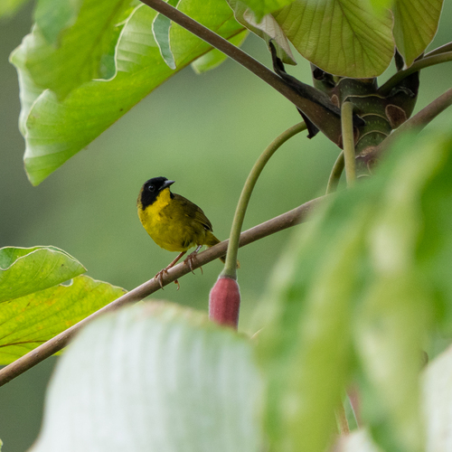 Olive-crowned Yellowthroat (Geothlypis semiflava), photo 2