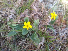 Viola praemorsa linguifolia