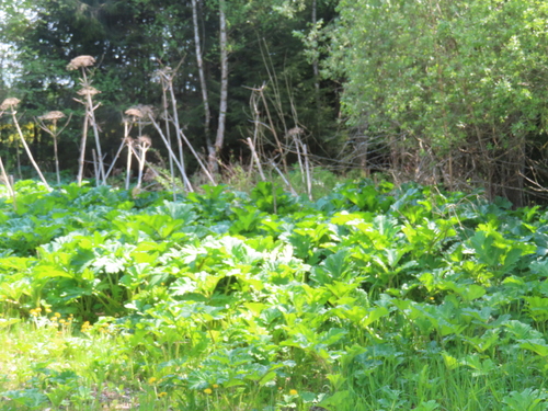 Sosnowsky's hogweed