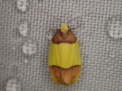 Heterallactis euchrysa