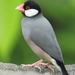 Java Sparrow - Photo (c) Darren, some rights reserved (CC BY-NC)