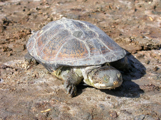 Pelusios broadleyi