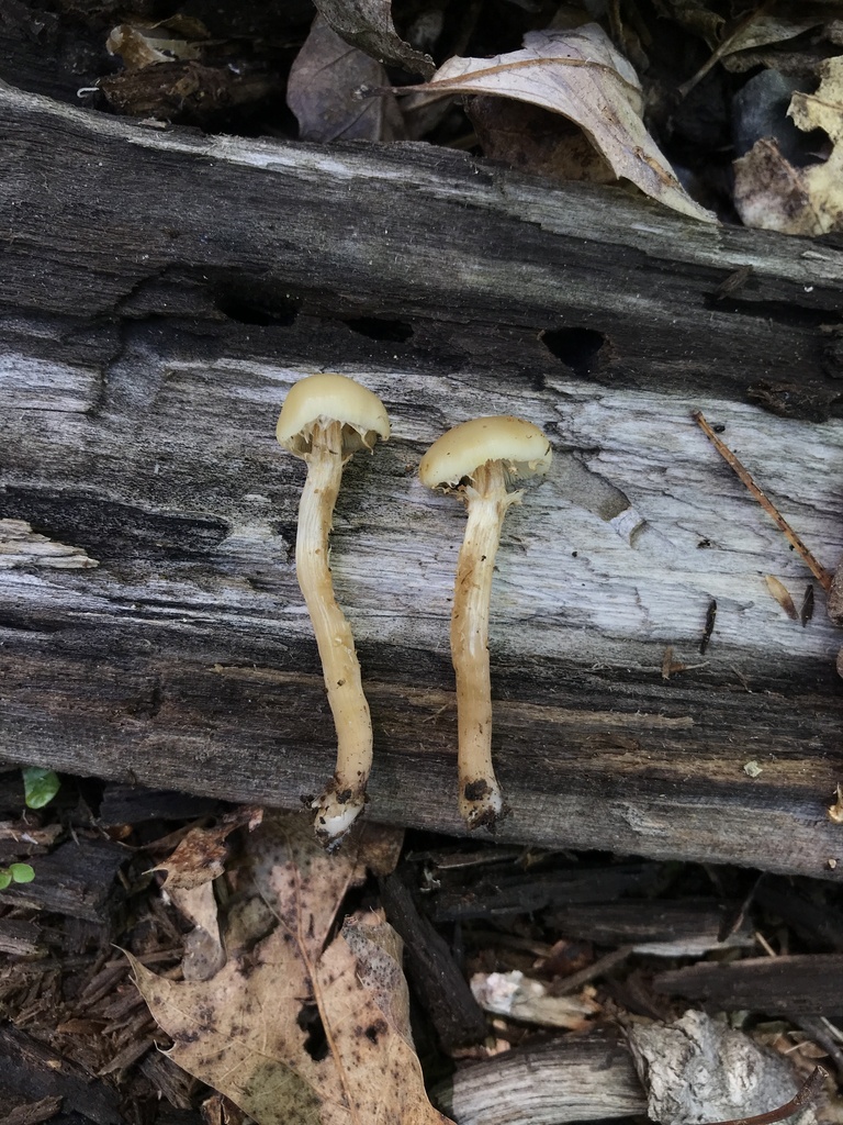 Sheathed Woodtuft