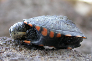 Juvénile Pelusios broadleyi