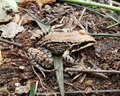 Leptodactylus mystacinus