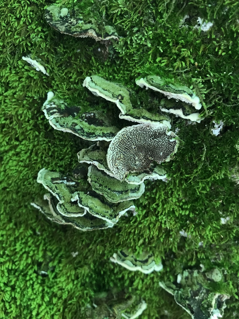 Mossy Maze Polypore