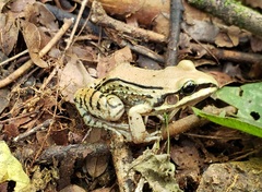 Leptodactylus mystacinus