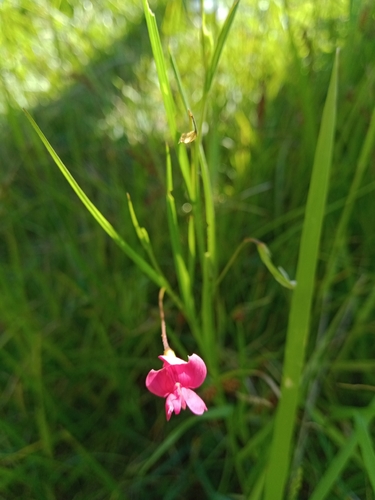 Grass Vetchling