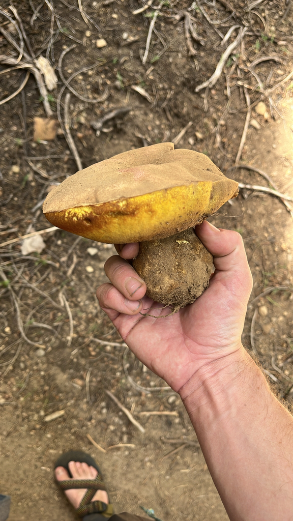 Spring King Bolete · May 2026 · photo: Photo: no rights reserved · iNaturalist