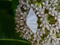 Lomographa vestaliata