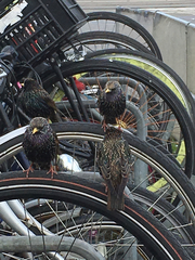 Sturnus vulgaris