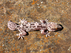 Hemidactylus ruspolii