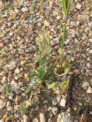 Plantago ovata