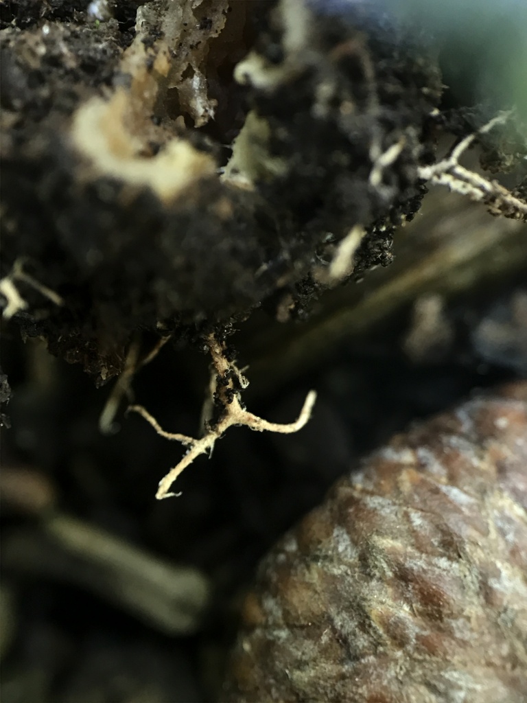 Gymnopus subsulphureus · May 2026 · photo: Photo: (c) Matthew Rozanoff, some rights reserved (CC BY) · iNaturalist