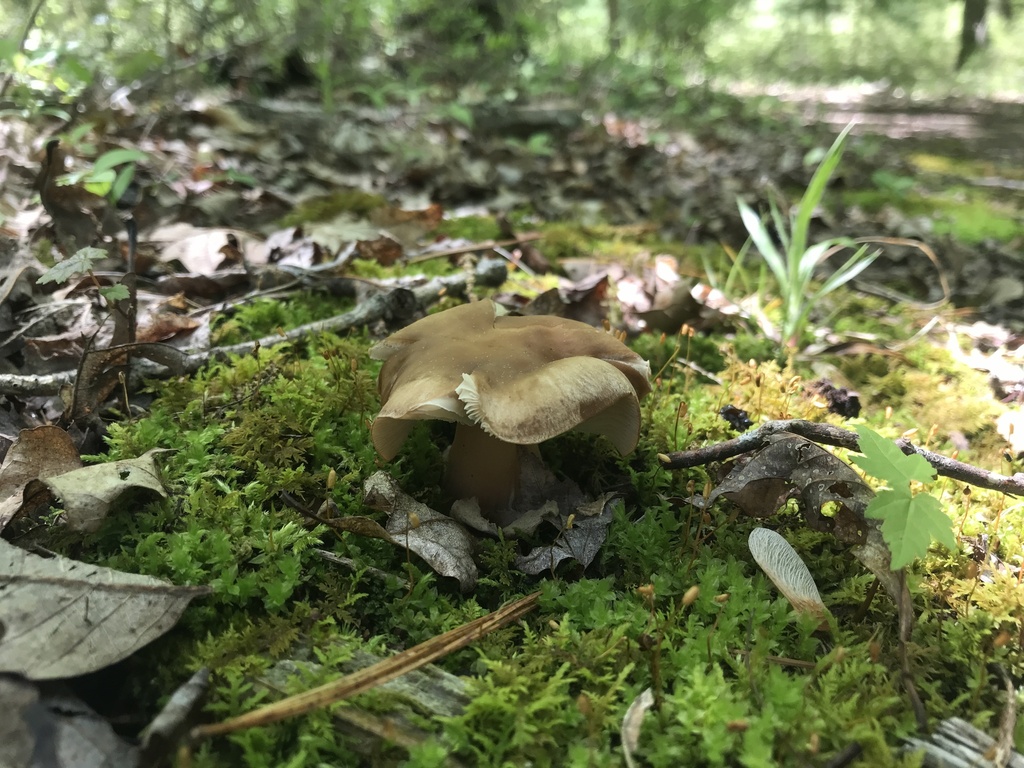 Buttery Collybia