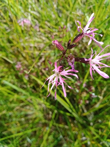 ragged-robin
