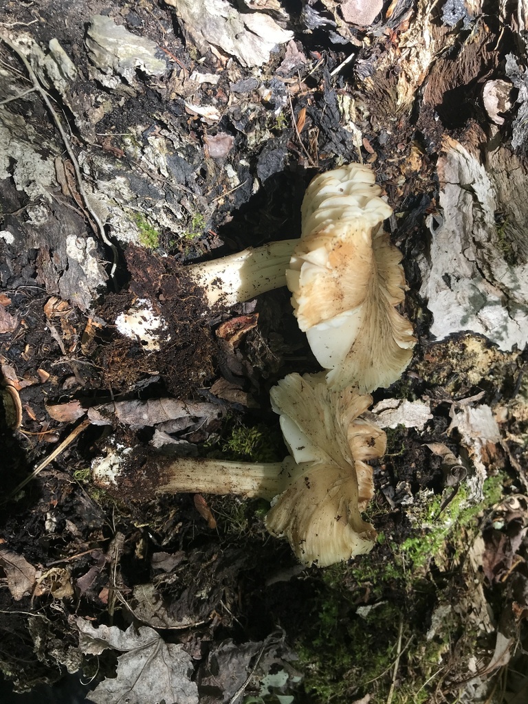 Eastern American Platterful Mushroom · May 2026 · photo: Photo: (c) Matthew Rozanoff, some rights reserved (CC BY) · iNaturalist