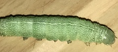 Orthosia hibisci