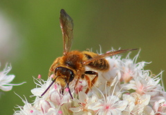 Andrena prunorum