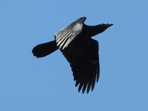 Common Raven