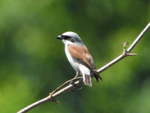 Red-backed Shrike