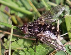 Sarconesia versicolor