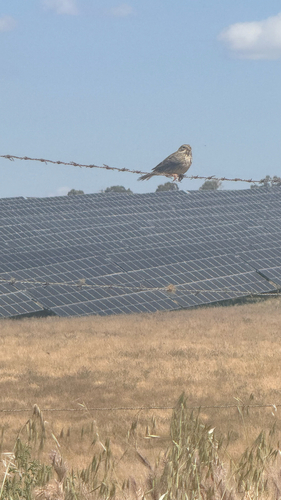 Corn Bunting