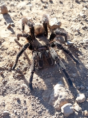 Eupalaestrus crassimetatarsis