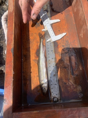 Rainbow Smelt